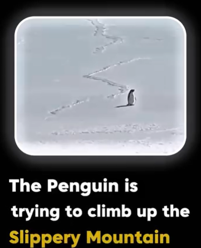Facebook post — What This Penguin's Climb